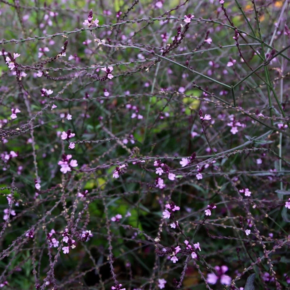 Verbena officinalis 'Bampton'