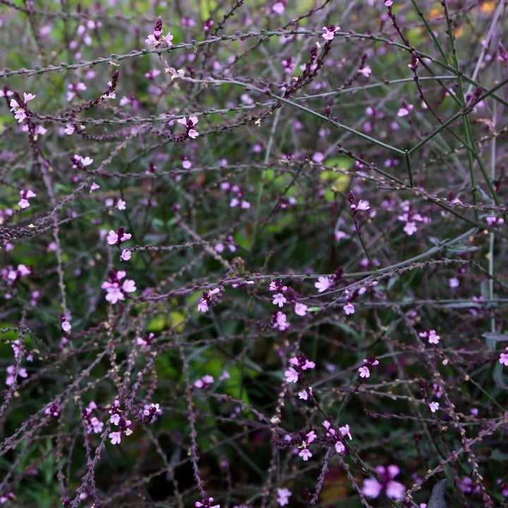 Verbena officinalis 'Bampton'