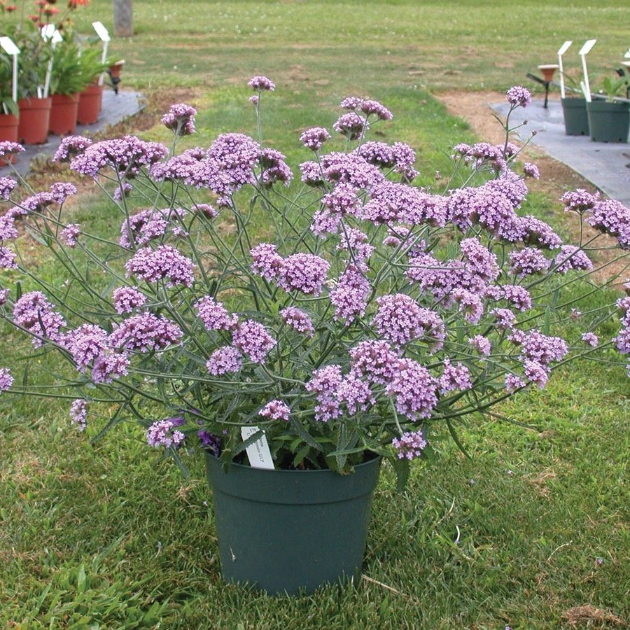 Verbena bonariensis 'Lollipop'