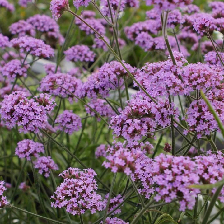 Verbena bonariensis 'Lollipop'