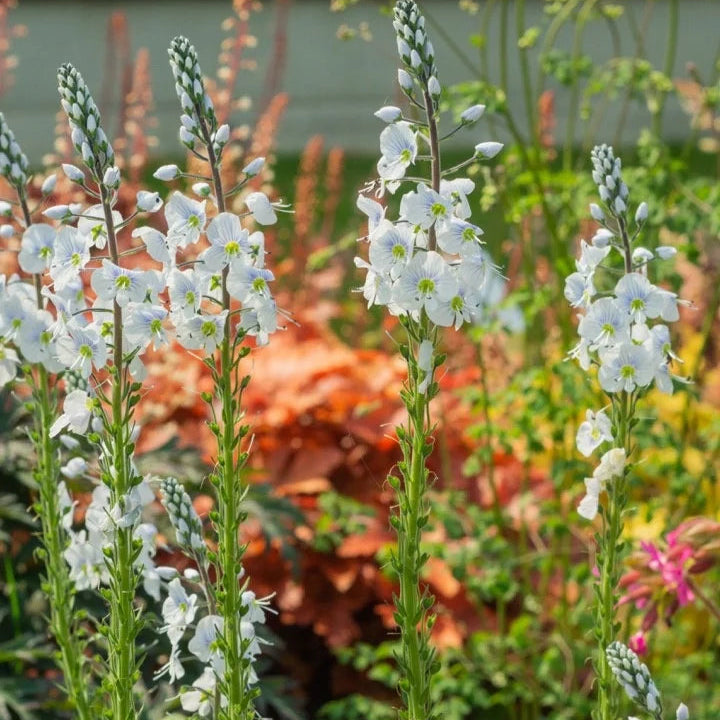 Veronica gentianoides 'Tissington White'