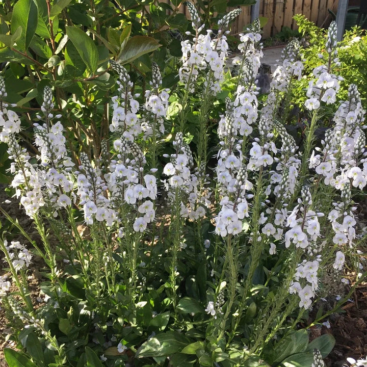 Veronica gentianoides 'Tissington White'