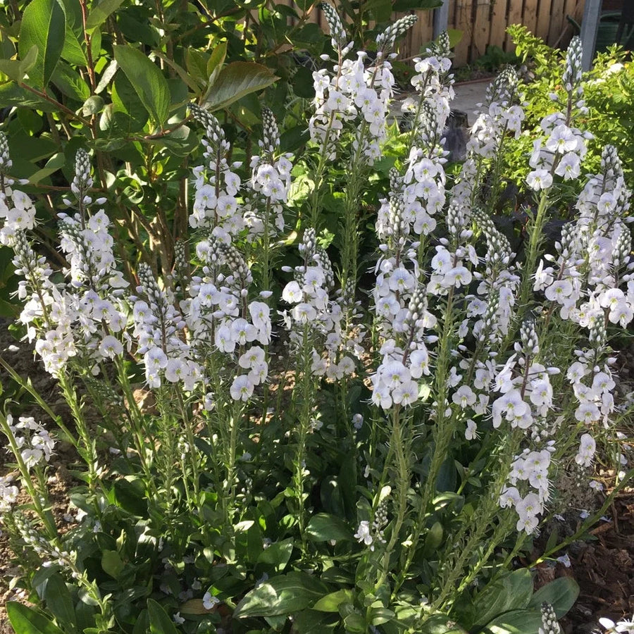 Veronica gentianoides 'Tissington White'