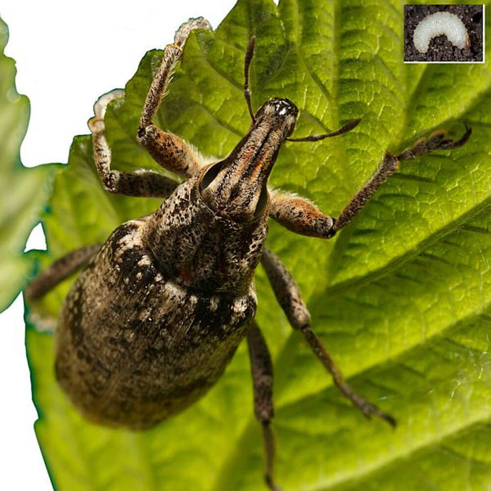 Vine Weevil Adult
