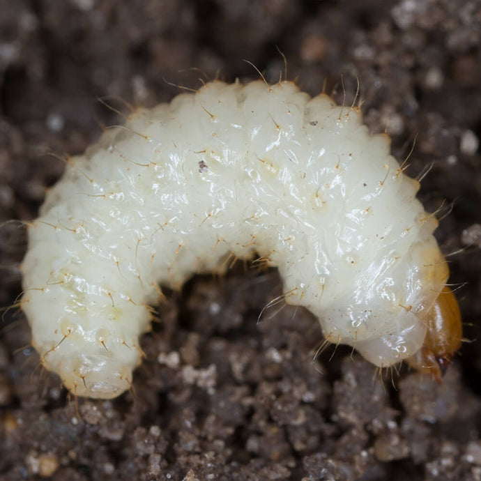 Vine Weevil Larvae