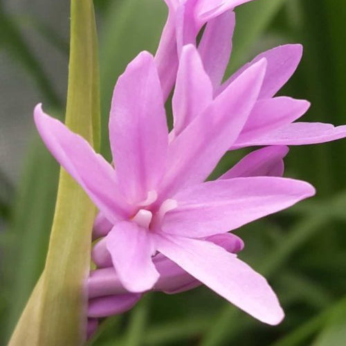 Buy Tulbaghia violacea 'Silver Lace' Rhizomes online
