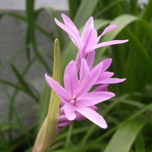 Buy Tulbaghia violacea (Society Garlic) Rhizomes online