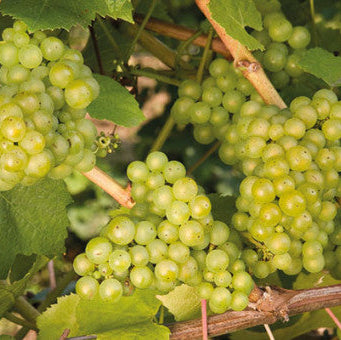 Vitis vinifera 'Chardonnay'