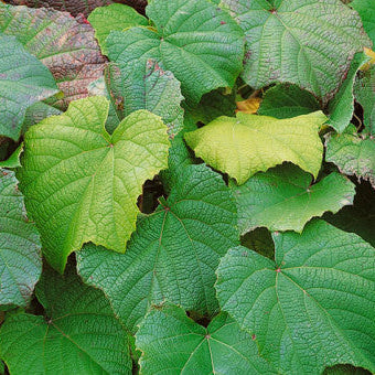 Vitis coignetiae (Crimson Glory Vine)