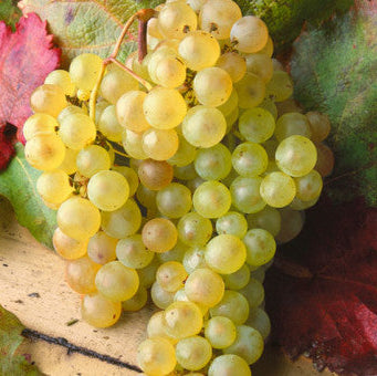 Vitis vinifera 'Chasselas Doré'