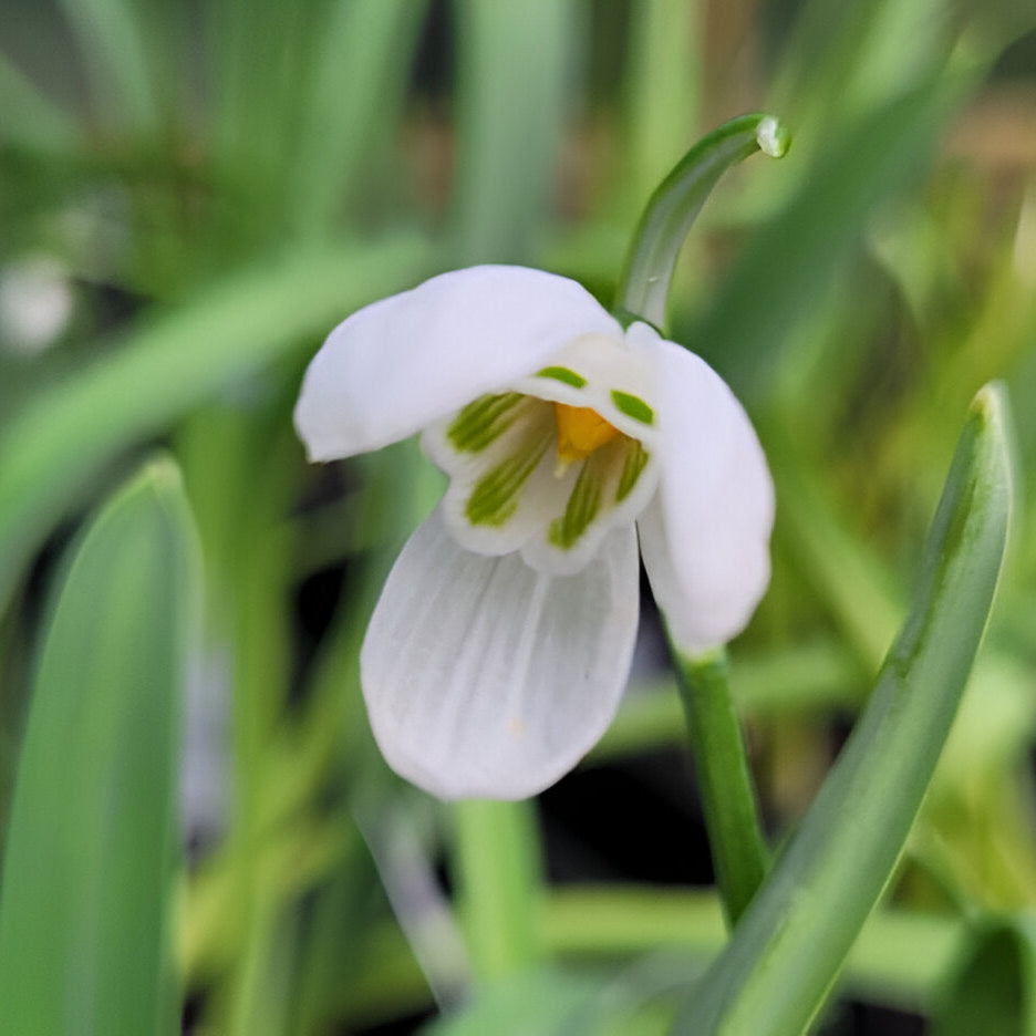 Galanthus elwesii var monostictus 'A. Vivaldi' Bulbs