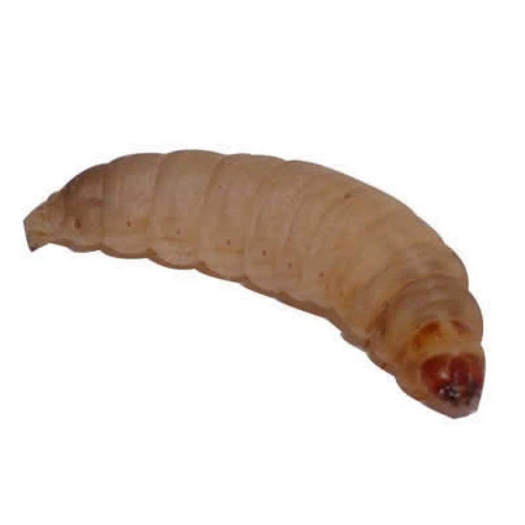 Waxworms