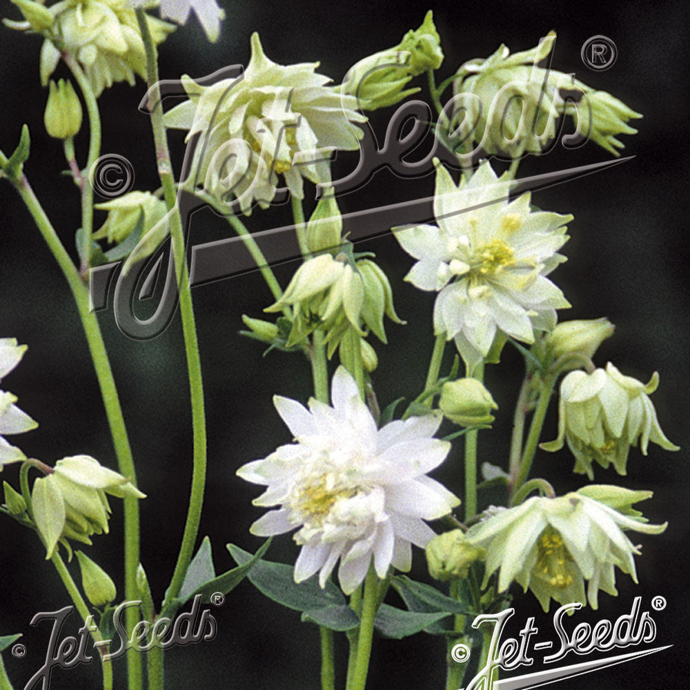 Aquilegia vulgaris var. stellata 'White Barlow' (Barlow Series)