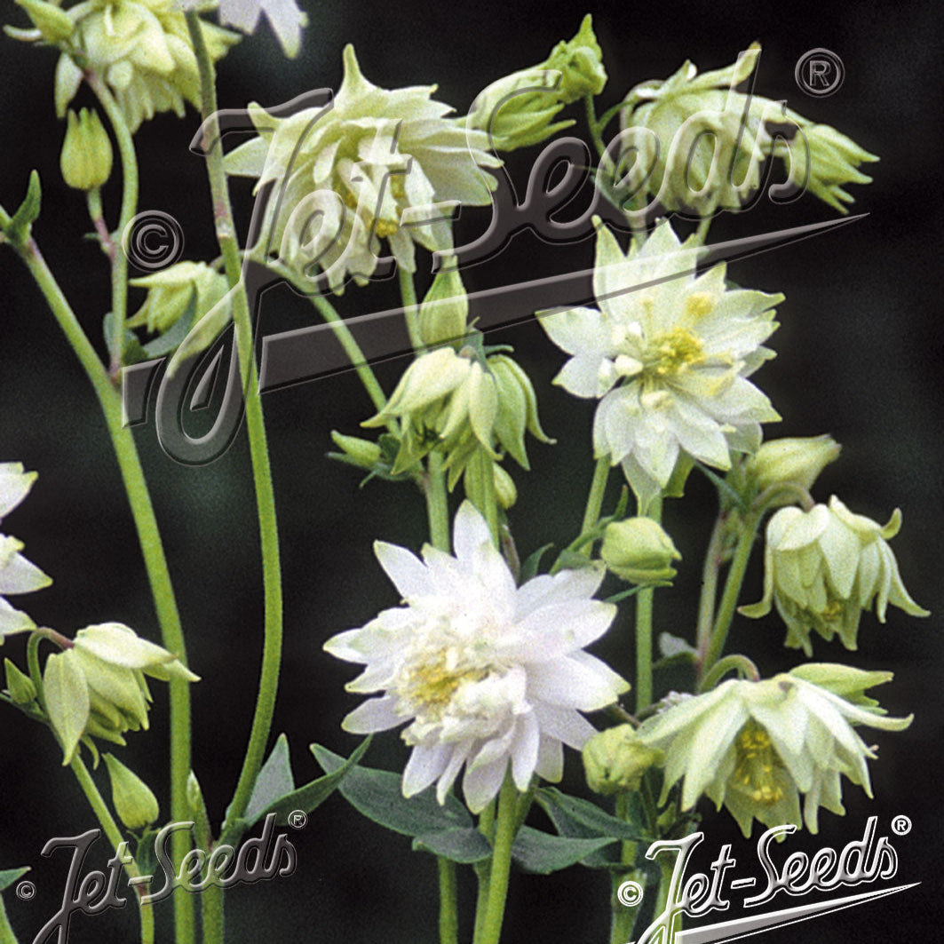 Aquilegia vulgaris var. stellata 'White Barlow' (Barlow Series)