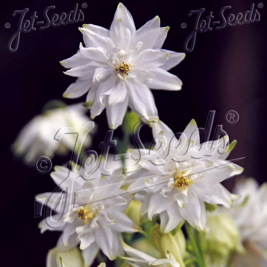 Aquilegia vulgaris var. stellata 'White Barlow' (Barlow Series)