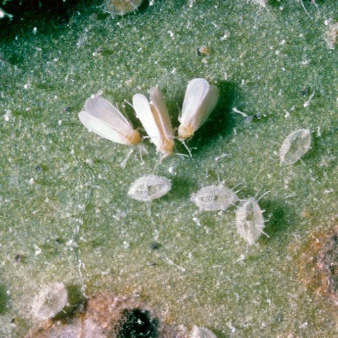 MightyBug Natural Whitefly Killer (Parasitoid Wasp - Encarsia formosa)