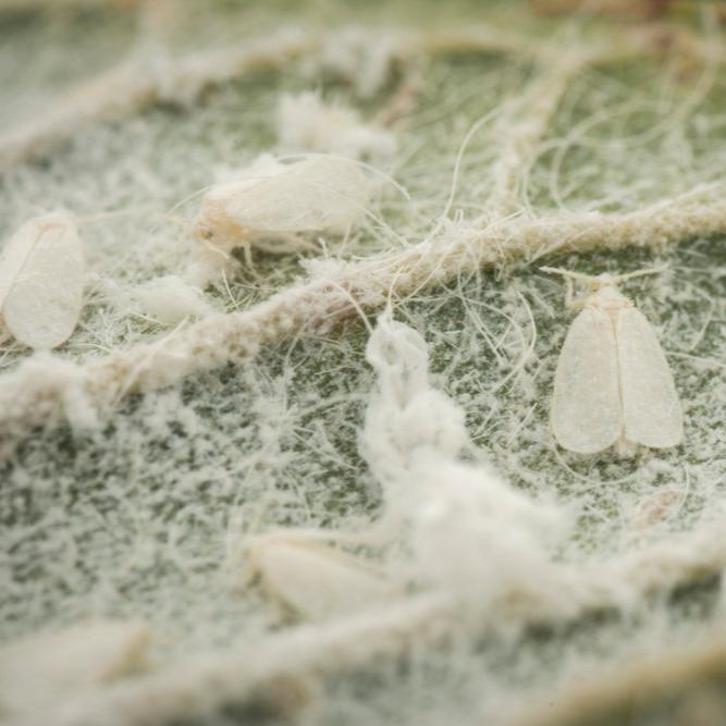 MightyBug Natural Whitefly Killer (Parasitoid Wasp - Encarsia formosa)