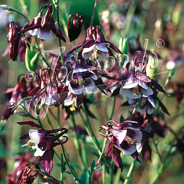 Aquilegia vulgaris 'William Guiness'