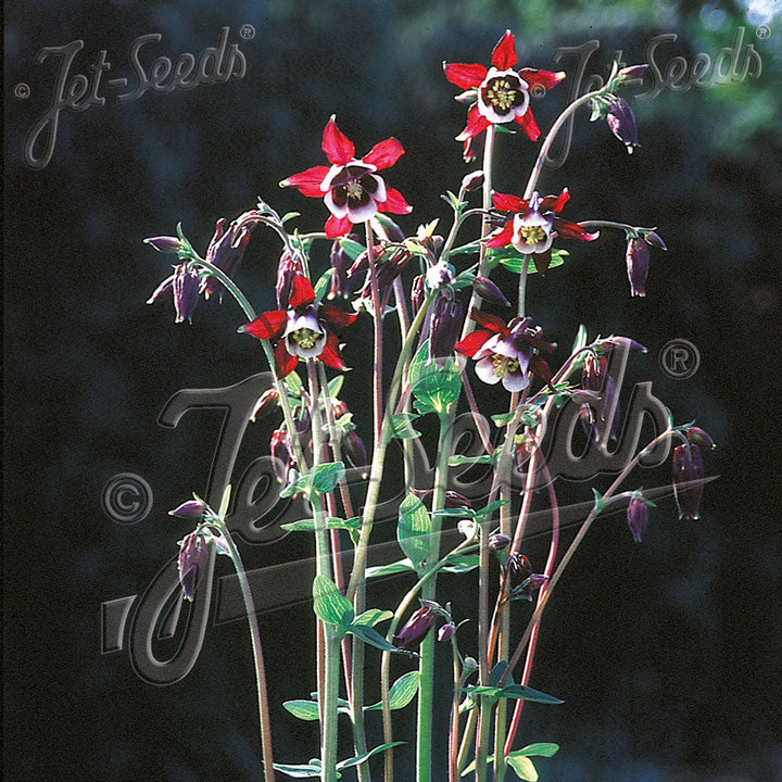 Aquilegia vulgaris 'William Guiness'
