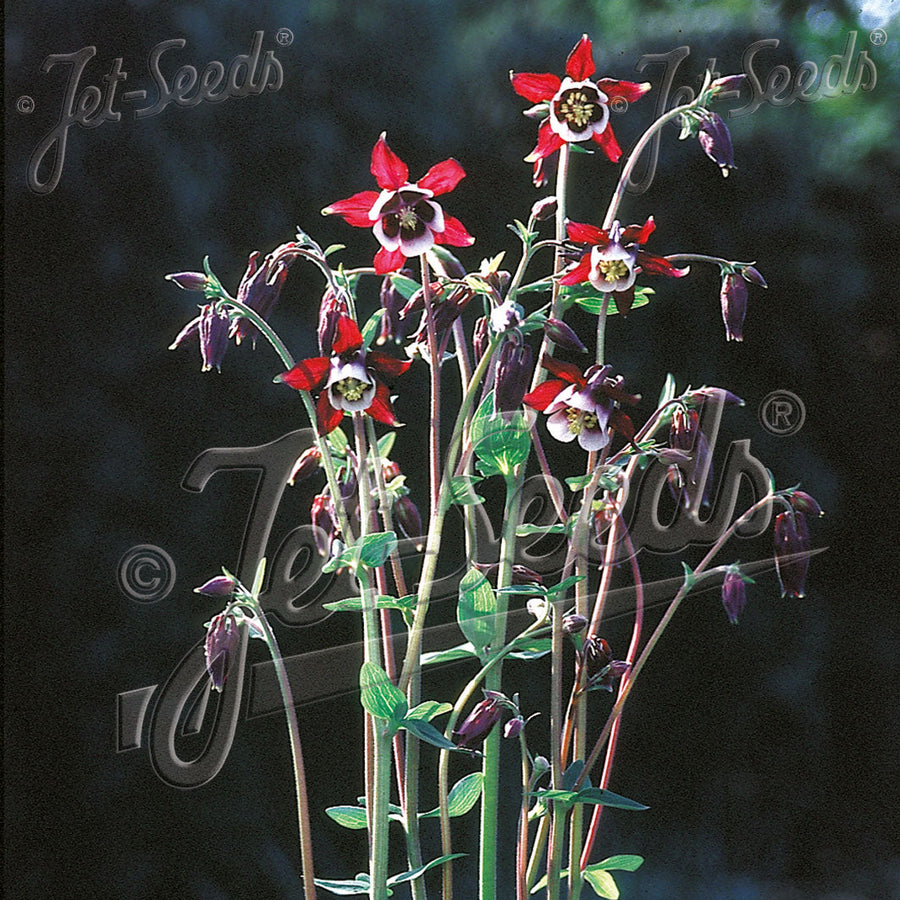 Aquilegia vulgaris 'William Guiness'