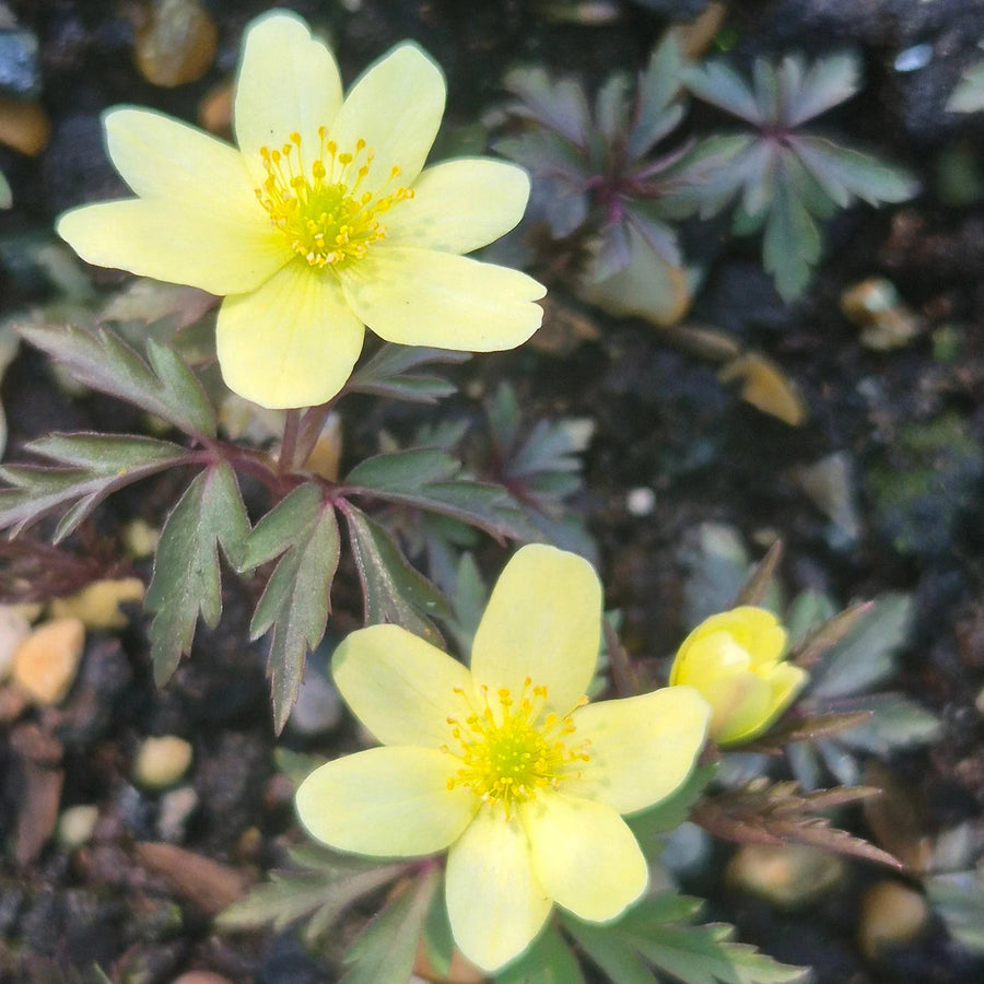 Anemone x lipsiensis 'Sioux' Corms