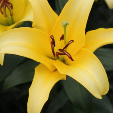 Lilium 'Yelloween'