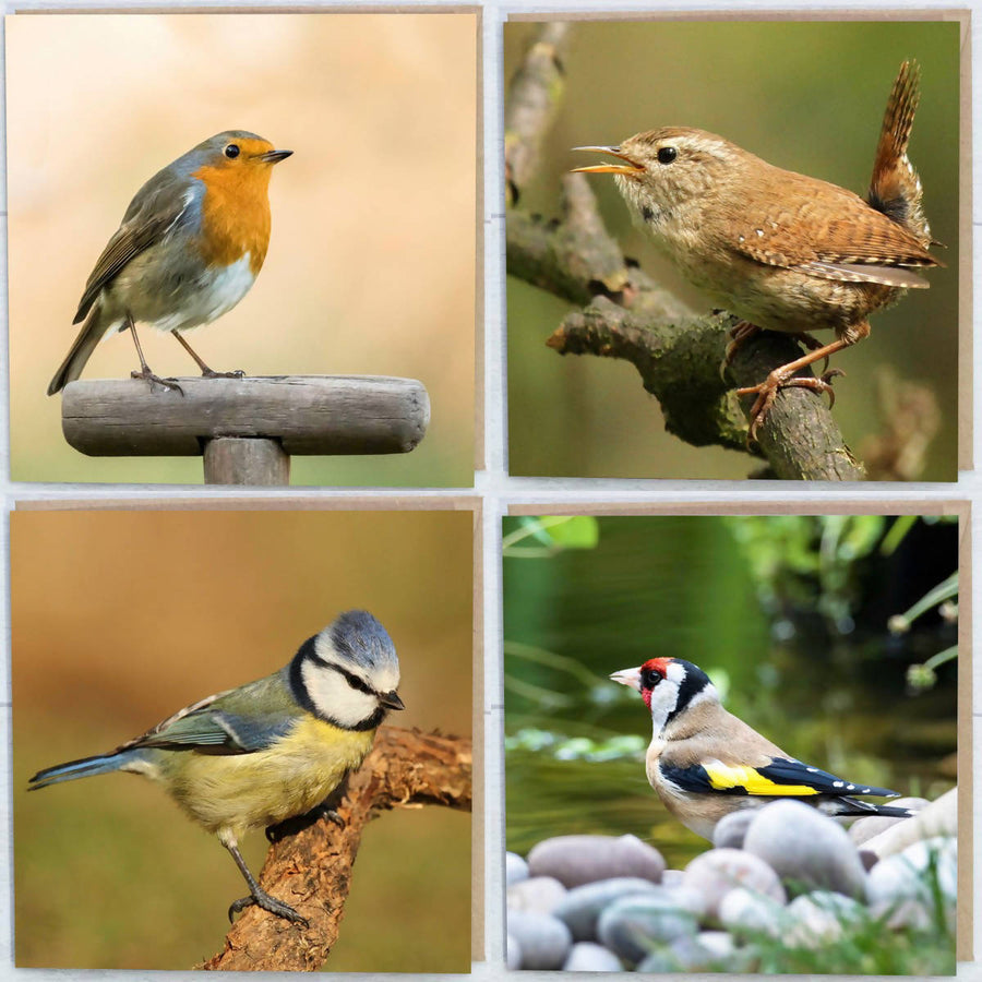 British Garden Birds Collection Greeting Cards Pack