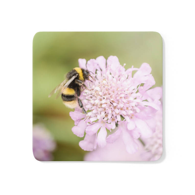 Bee on Scabious Flower Coaster