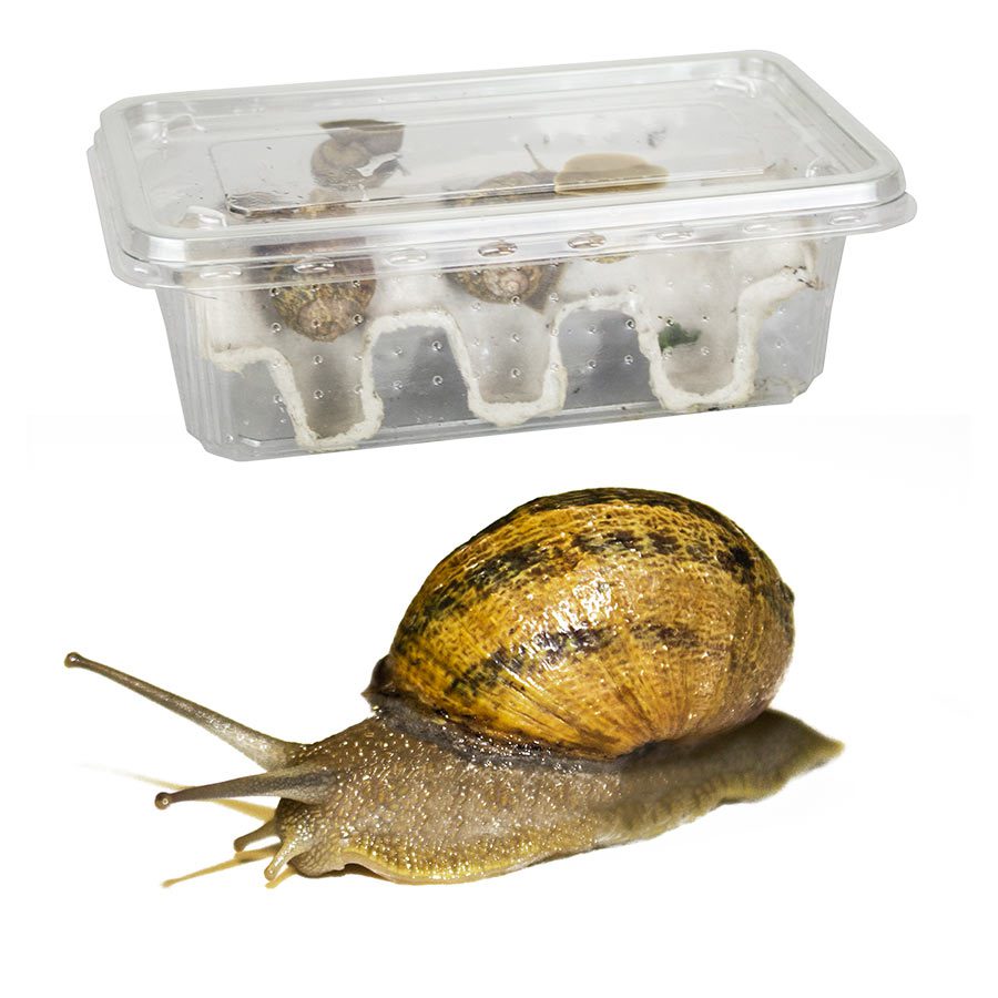 Edible Snails