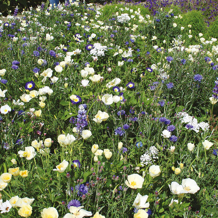 RHS Flowers For Wildlife Cool Mix Seeds