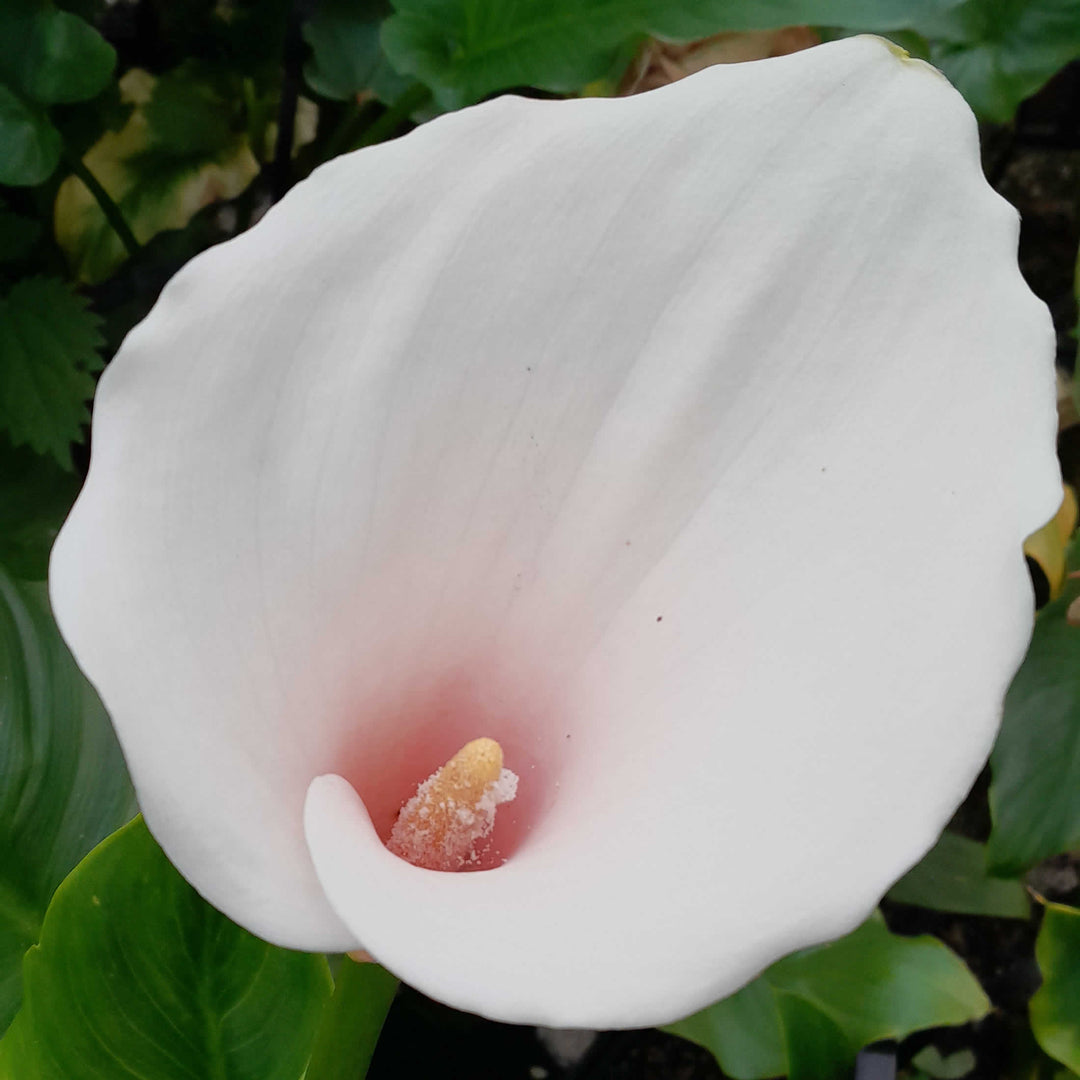 Arum Lily (Zantedeschia aethiopica 'Marshmallow' )