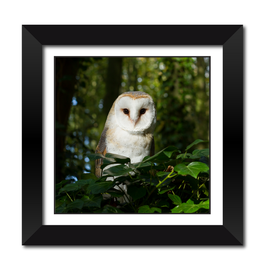 Barn Owl 18" Framed Print