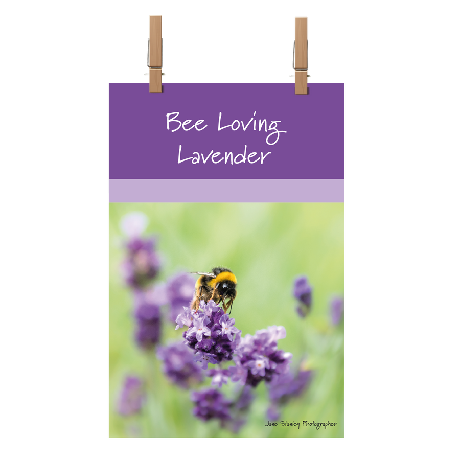 Bee Loving Lavender Tea Towel