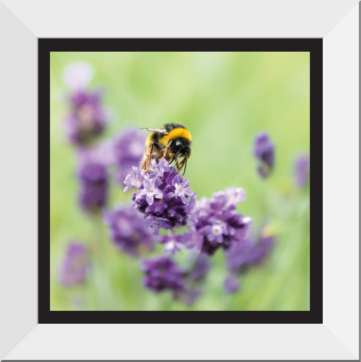 Bee Loving Lavender 12" Framed Print