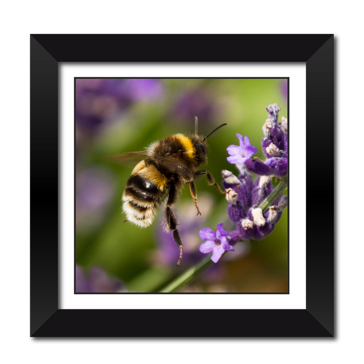Bumble Bee in flight 18" Framed Print