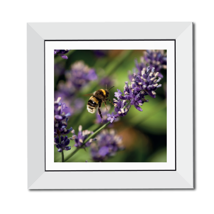 Bumblebee on Lavender 12" Framed Print