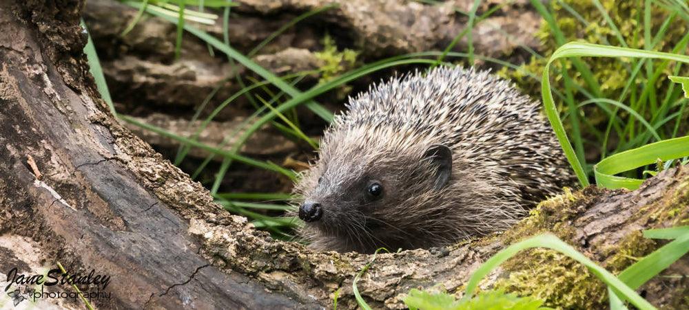 Hedgehog Mug