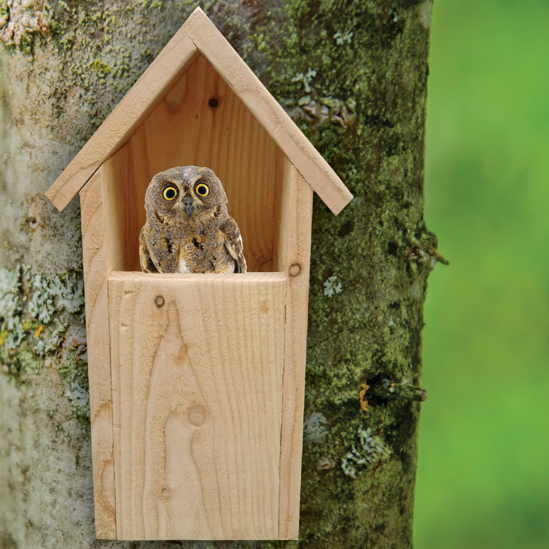 Castor Little Owl Nesting Box