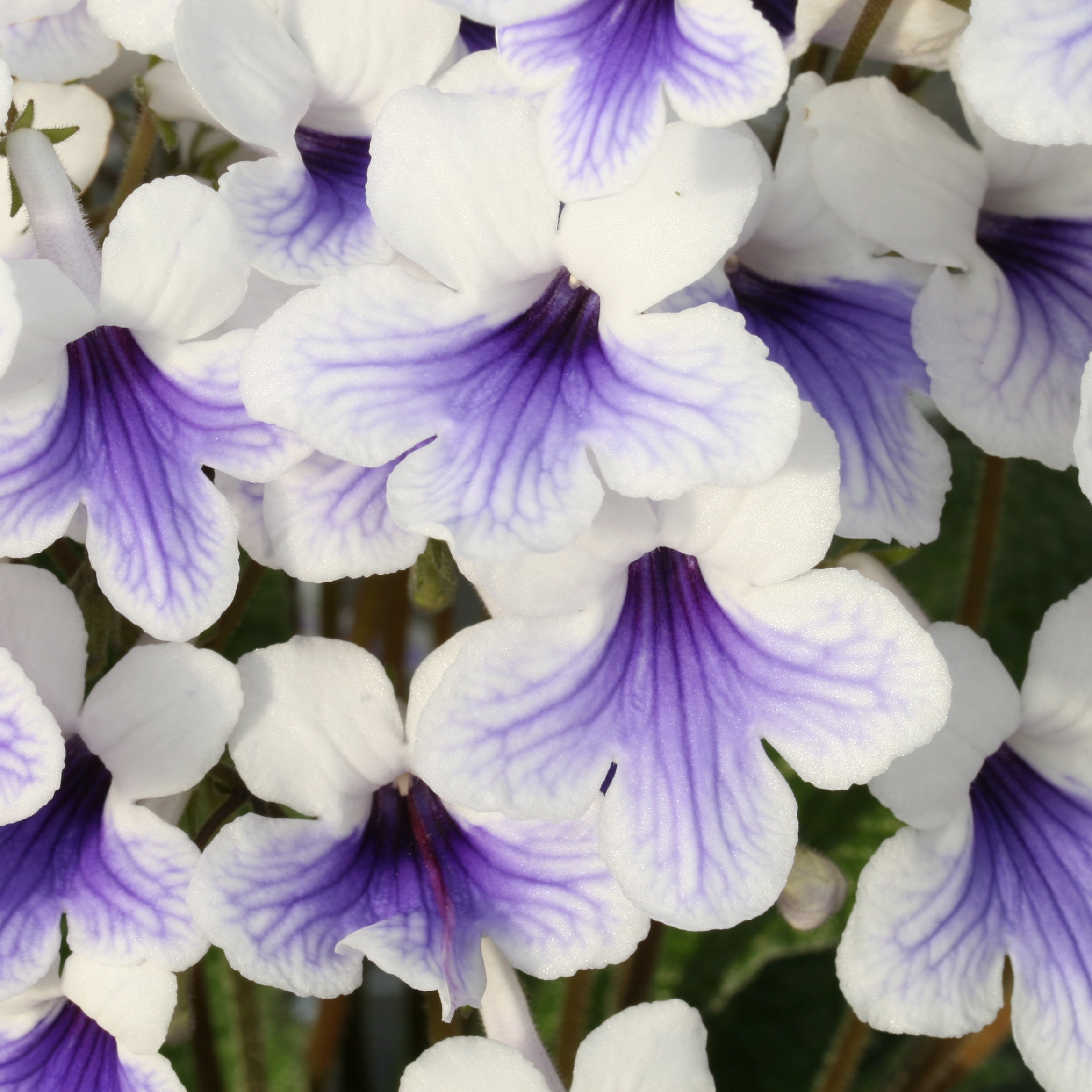 African Primrose Streptocarpus 'Crystal Ice' - Cape Primrose – Garden Wildlife