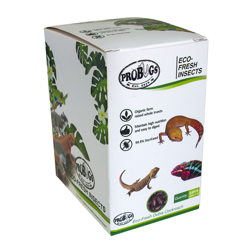 Buy ProBugs Eco Fresh Dubia Cockroach 5pcs - 10 Packs online UK