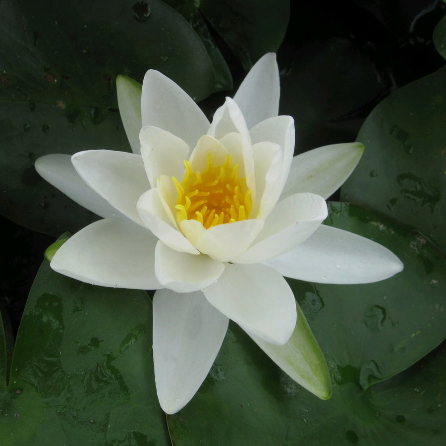 Nymphaea 'Gladstoniana' Water Lily