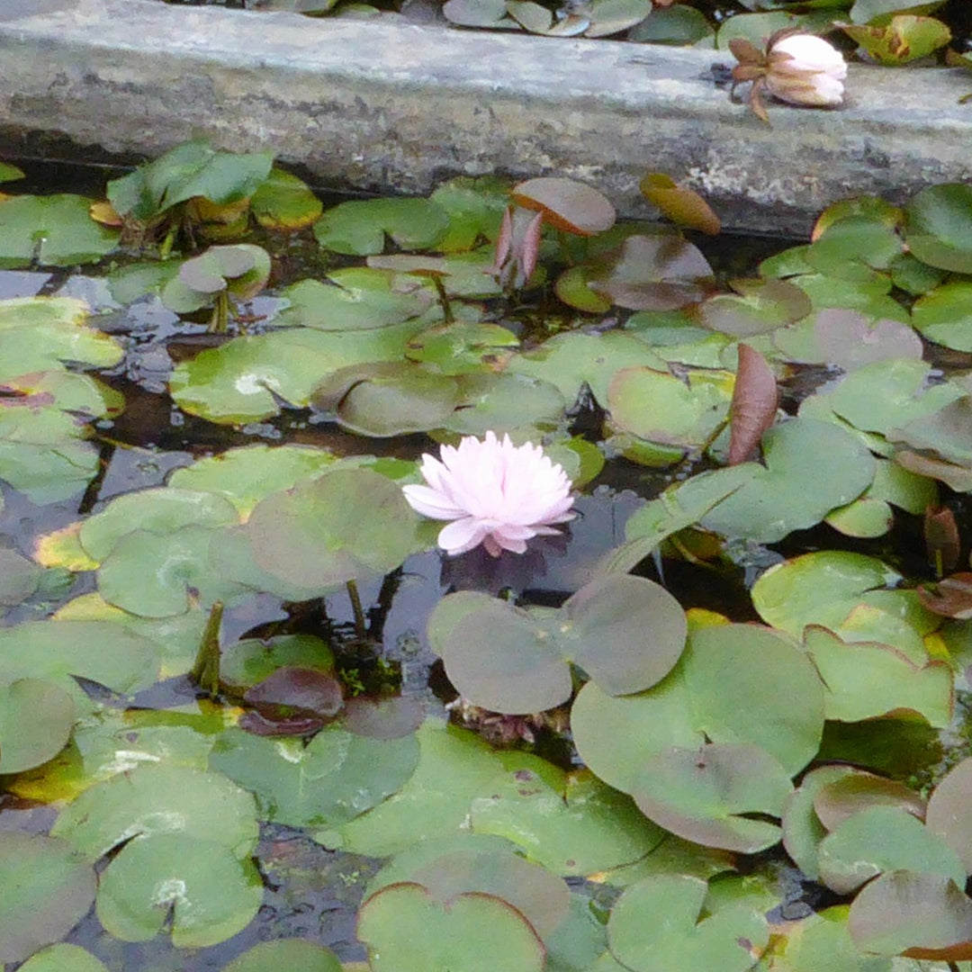 Nymphaea 'Gloire Temple-sur-Lot' Water Lily