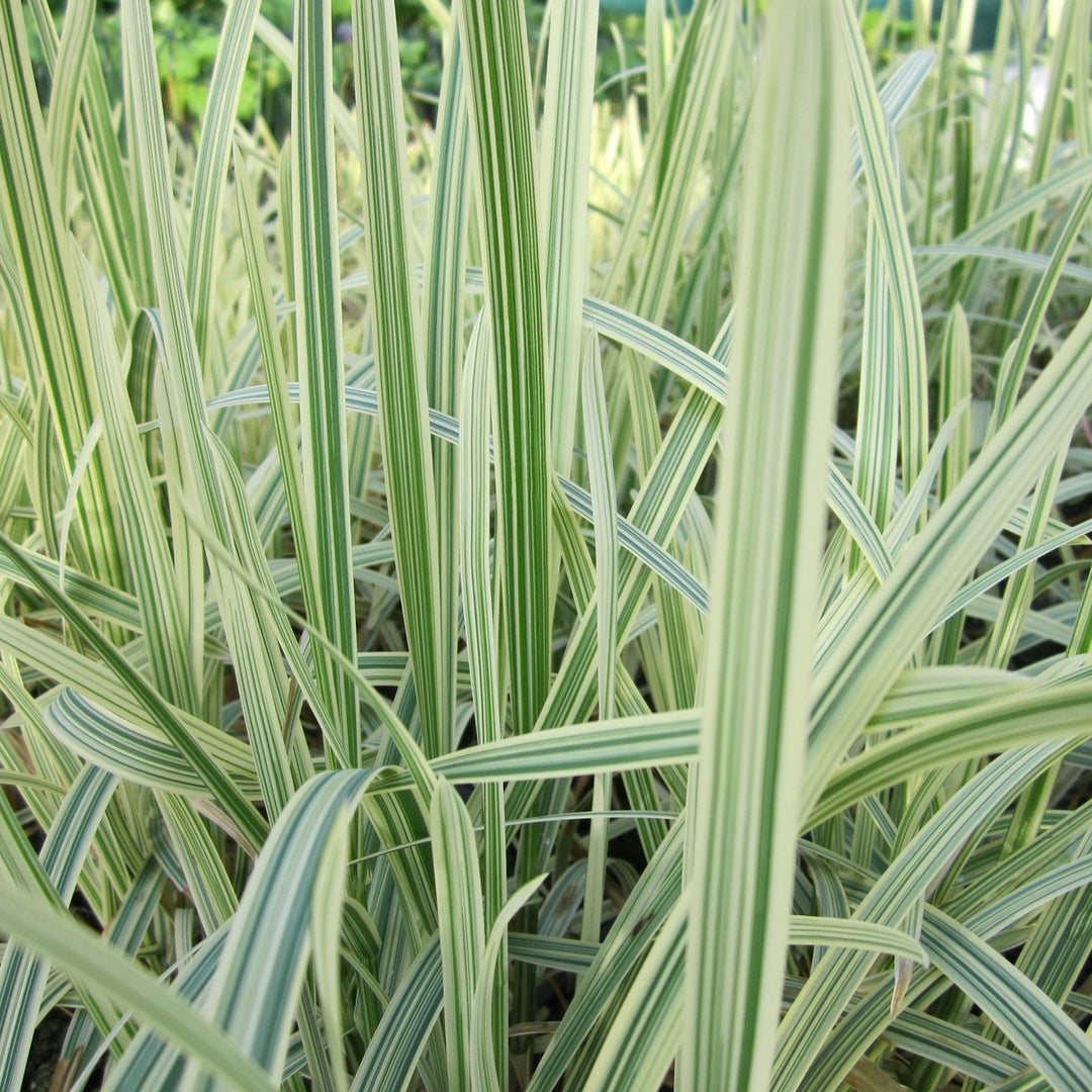 Variegated Reed Sweet Grass (Glyceria maxima 'Variegata')