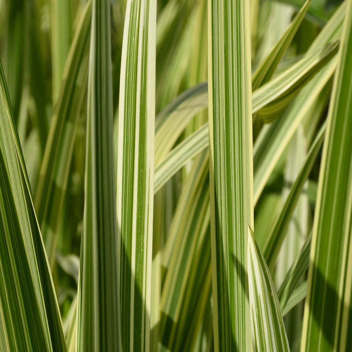 Buy Glyceria maxima 'Variegata' (Variegated Reed Sweet Grass) online UK