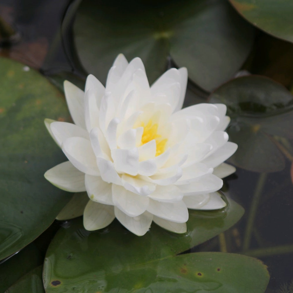 Nymphaea 'Gonnere' Water Lily
