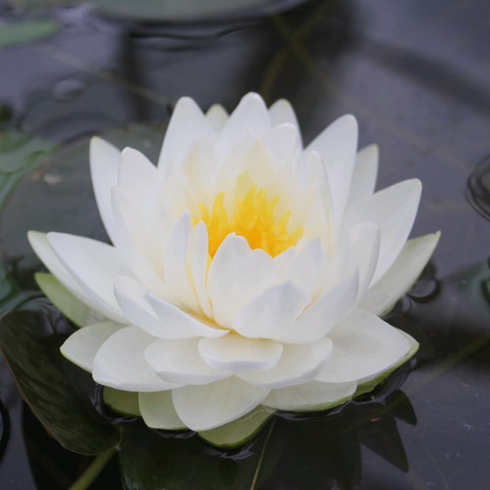 Nymphaea 'Gonnere' Water Lily