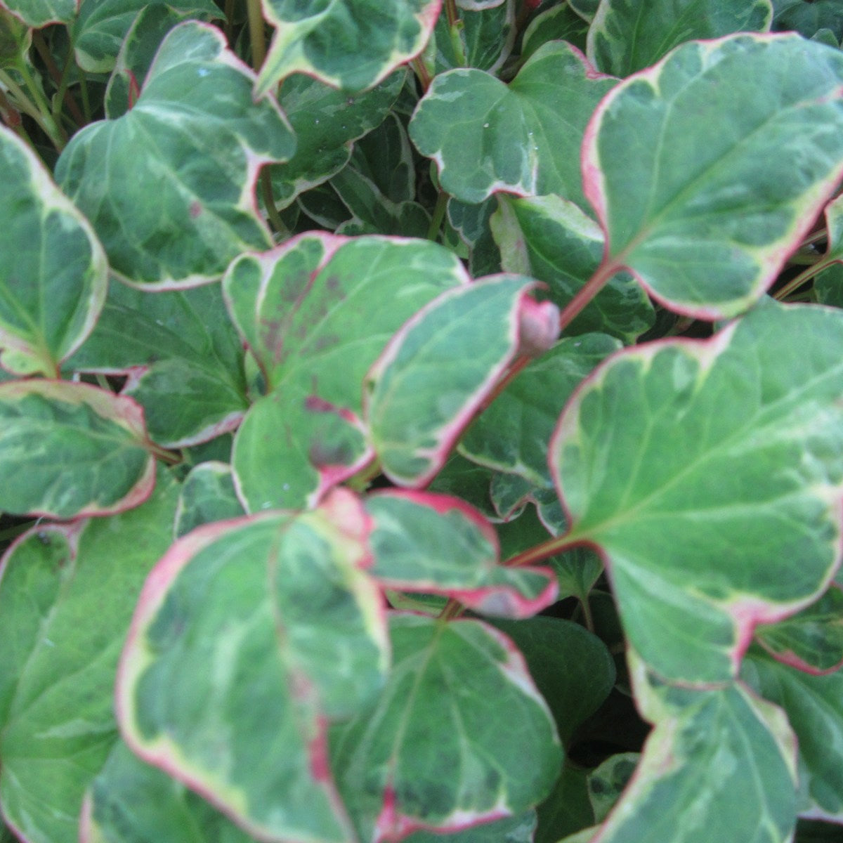 Buy Houttuynia cordata 'Boo Boo' online UK