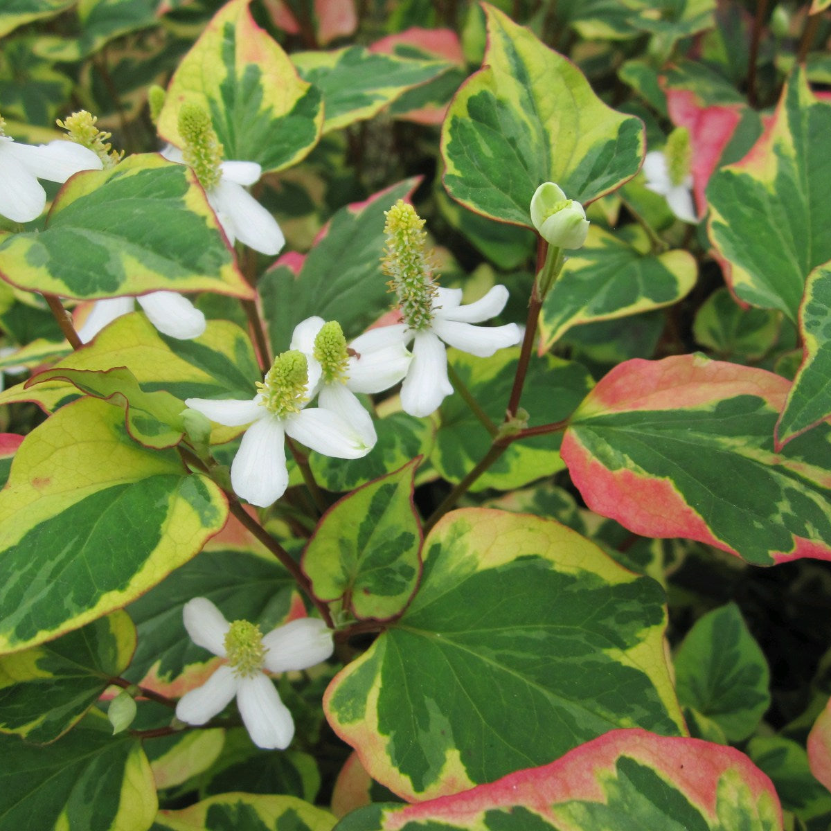 Harlequin Plant (Houttuynia cordata 'Chameleon') | Garden Wildlife