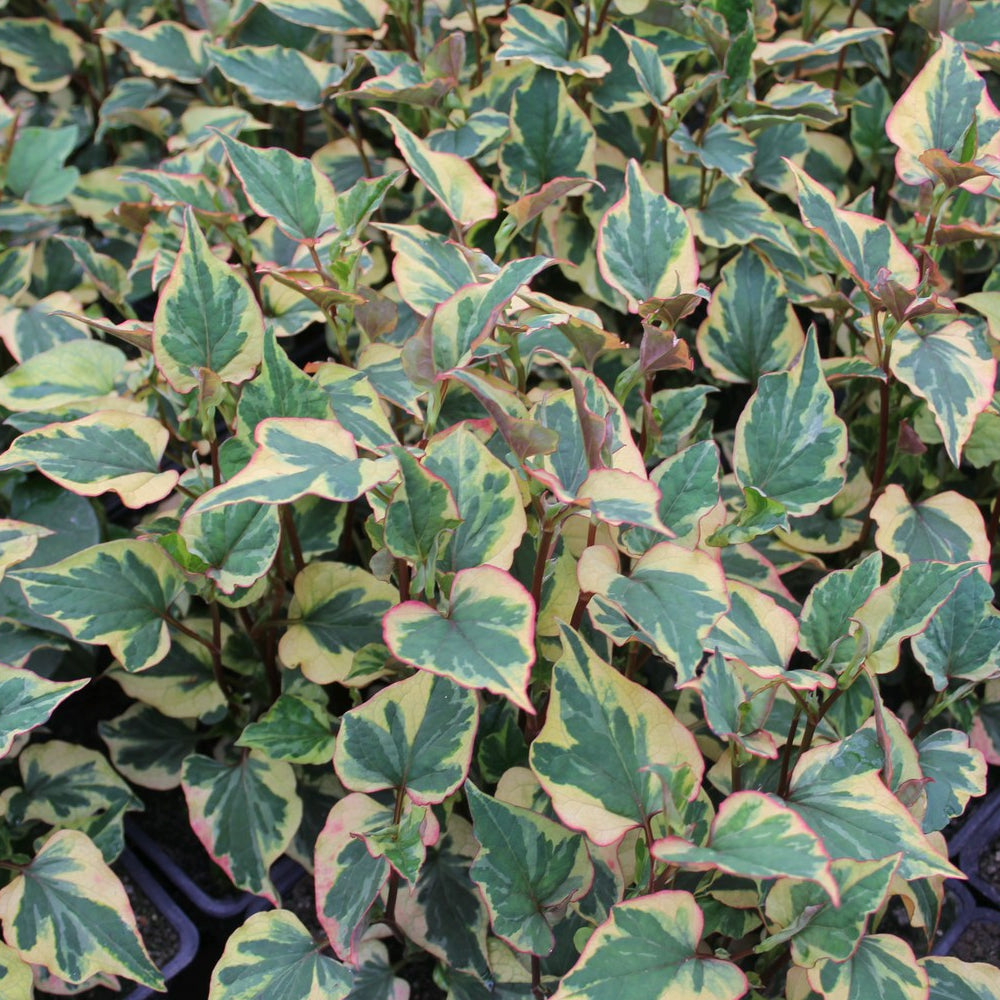 Harlequin Plant (Houttuynia cordata 'Chameleon')