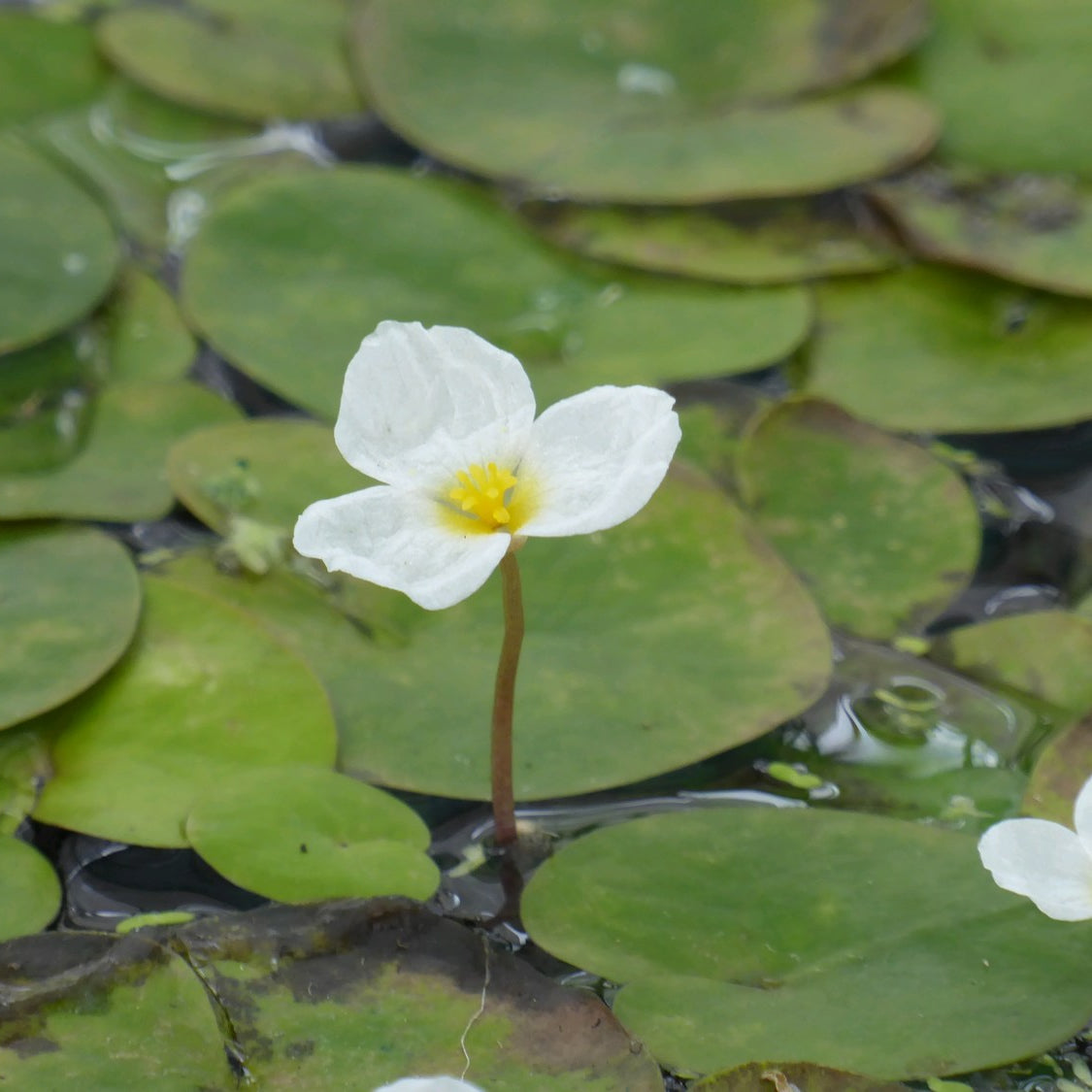 Pond Plants